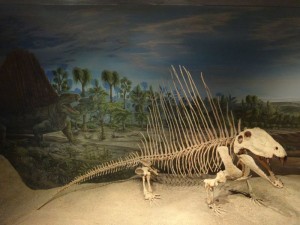 Dimetrodon